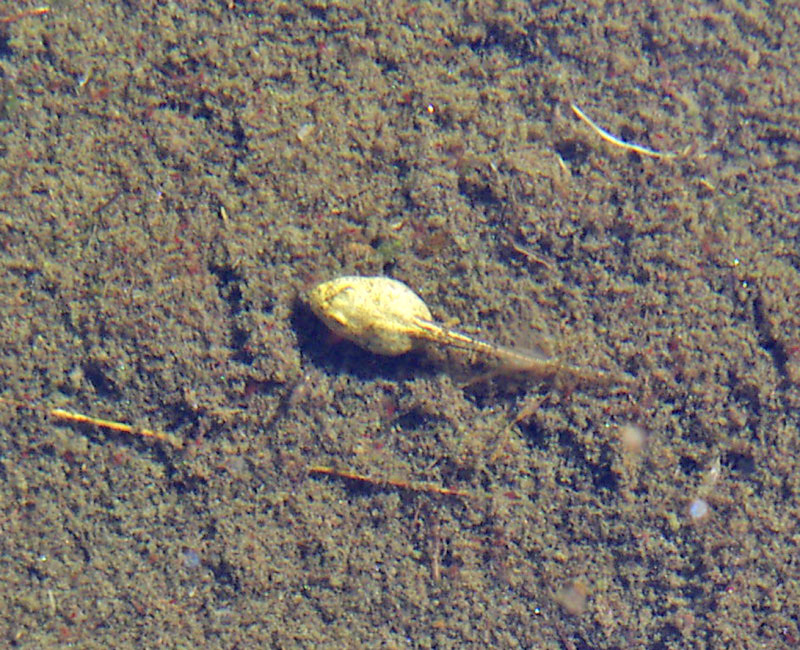 Rana temporaria e girino albino